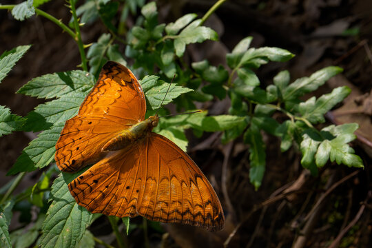 Common Yeoman butterfly - Cirrochroa tyche, beautiful orange butterfly native to meadows and bushes of Southeast Asia, Vietnam.