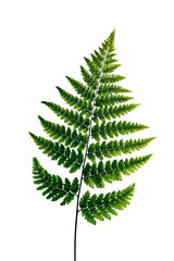 Delicate green fern frond with variegated leaves isolated on a transparent background leaf