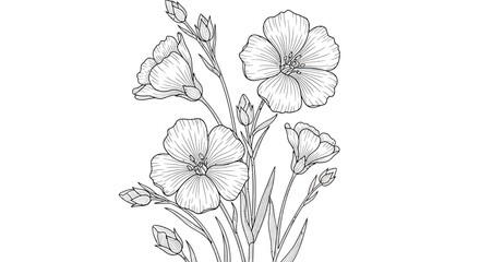 Detailed drawing of flax flowers and buds in black and white.
