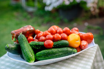 Vegetable plate with tomatoes, cucumbers and peppers, harvesting from the garden