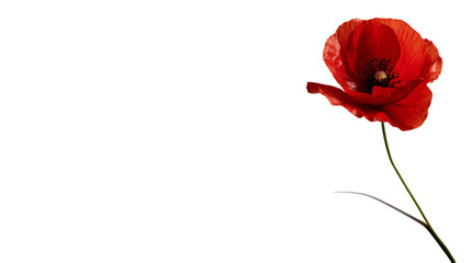 red poppies isolated on white