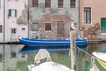 seagull on pole and houses on Vena canal bank, Chioggia, Italy