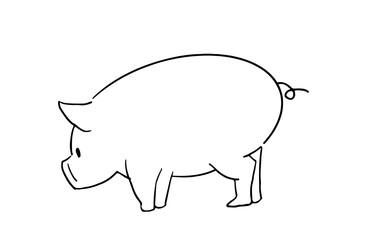 Hand drawn pig vector illustration, simple line drawing, farm animal isolated on white background