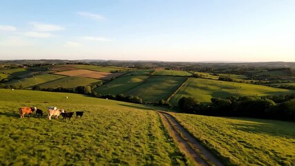 Pastoral Harmony: Scenic Farmland with Grazing Cattle at Sunset and Rolling Hills Vista creating a serene bucolic landscape