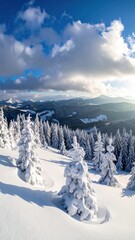 Snowy evergreens stand tall on a mountain, silhouetted against a bright winter sky with puffy clouds and the distant mountain range