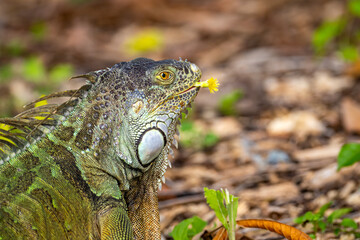Green Iguana (Iguana iguana) Eating a flower in Florida