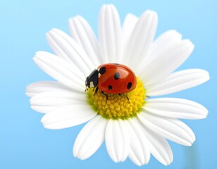 A ladybug with black spots rests on a daisy with white petals and a yellow center, against a light blue backdrop