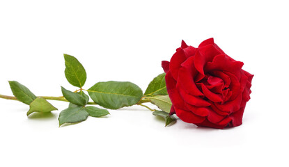 Single red rose lying on a white background.