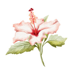 Realistic hibiscus flower watercolor illustration isolated on white. Pastel red or light pink tropical flower in detailed botanical style. Hand drawn Hawaiian blooming exotic garden plant clip art