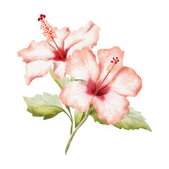 Two white red Hibiscus flowers with leaves on branch watercolor isolated illustration. Realistic summer tropical bush plant in detailed botanical style. Hawaiian blooming floral garden twig clip art