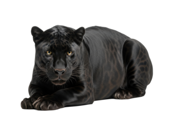 Lean, muscular jet-black panther with piercing amber eyes, coiled and poised, isolated on transparent background with copy space. Concept of untamed predatory power