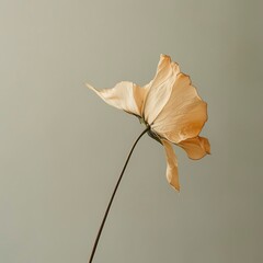 A delicate dried flower with pale, translucent petals stands gracefully against a soft, neutral background. The minimalistic composition highlights the intricate textures and subtle beauty of