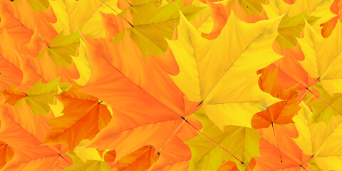 Piles of dry maple leaves in autumn