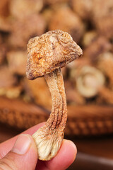 Fresh Agaricus Blazei Mushroom in Hand - Raw Edible Fungus with Natural Brown Cap and Stem Detail