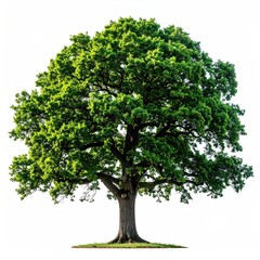 A large, mature tree stands alone. Its thick trunk supports a full canopy of green leaves, casting soft shadows. Isolated against a white background