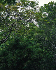 Fototapeta premium trees in the forest