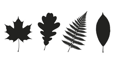 Four distinct autumn leaf silhouettes maple oak fern leaf shape collection vector