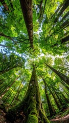 Upward perspective of a dense green forest canopy, capturing sunlight filtering through tall, leafy trees against a bright sky backdrop