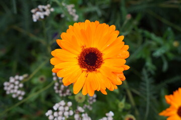 orange flower in autumn. vibrant garden flower in bloom.
