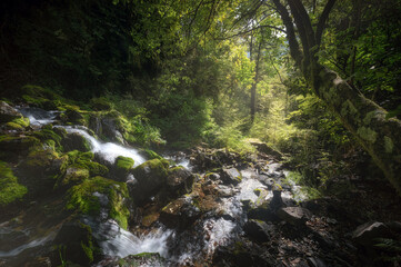 creek in the Nelson lakes national park near Saint Arnaud, New Zealand. Nice antarctic beech forest. Long exposure.