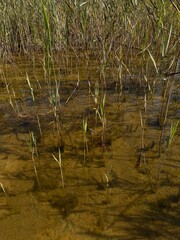 reeds in the water