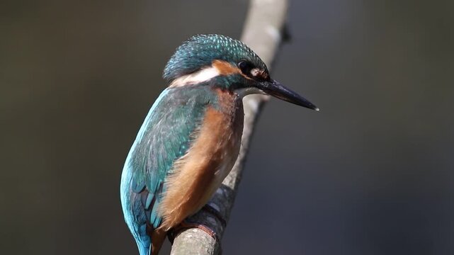 Little bittern, Ixobrychus minutus. A bird sits on a branch above the river, waiting for small fish