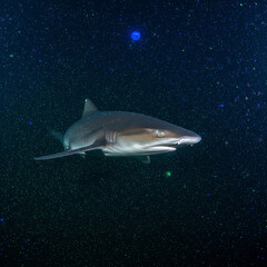 Did you know?
Greenland sharks can live up to 400 years 
That makes them the longest-living vertebrates on Earth! 
Talk about ocean wisdom! 
