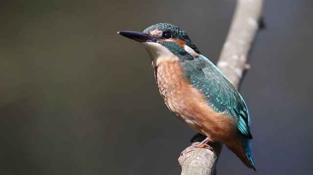 Little bittern, Ixobrychus minutus. A bird sits on a branch above the river, waiting for small fish
