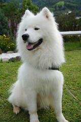 Samoyed