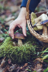 Person placing freshly foraged porcini mushrooms (Boletus edulis) into a wicker basket during autumn mushroom picking in the forest.