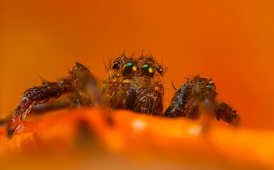 A close-up photo of a striking spider. Natural background. Spider species; jumping spider. Salticidae.