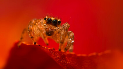 A close-up photo of a striking spider. Natural background. Spider species; jumping spider. Salticidae.