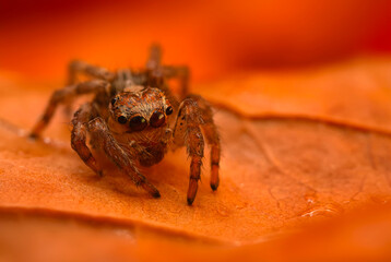 A close-up photo of a striking spider. Natural background. Spider species; jumping spider. Salticidae.
