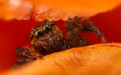 A close-up photo of a striking spider. Natural background. Spider species; jumping spider. Salticidae.