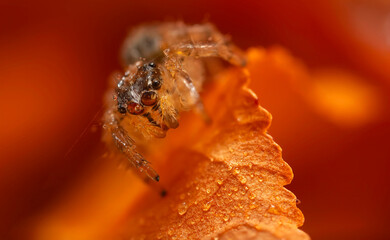 A close-up photo of a striking spider. Natural background. Spider species; jumping spider. Salticidae.
