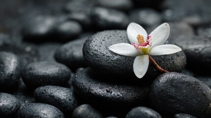 Fototapeta premium Tranquil White Flower Blooming Among Smooth Black Stones