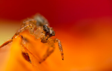 A close-up photo of a striking spider. Natural background. Spider species; jumping spider. Salticidae.