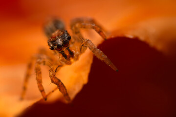 A close-up photo of a striking spider. Natural background. Spider species; jumping spider. Salticidae.