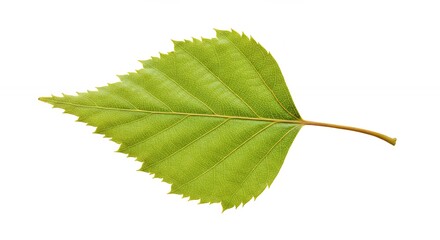 Fototapeta premium Single green birch leaf