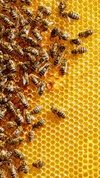 abeilles sur un rayon de miel dor&eacute;