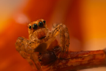 A close-up photo of a striking spider. Natural background. Spider species; jumping spider. Salticidae.