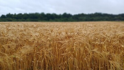 Wide view of a golden wheat field ready for harvest with forest line in the background. Rural agricultural landscape in summer season.