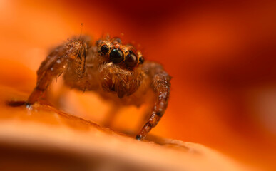 A close-up photo of a striking spider. Natural background. Spider species; jumping spider. Salticidae.