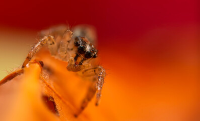 A close-up photo of a striking spider. Natural background. Spider species; jumping spider. Salticidae.