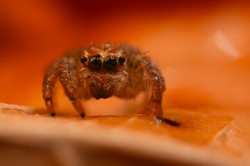 A close-up photo of a striking spider. Natural background. Spider species; jumping spider. Salticidae.