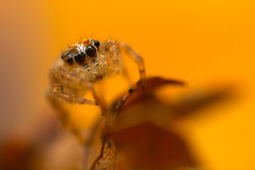 A close-up photo of a striking spider. Natural background. Spider species; jumping spider. Salticidae.