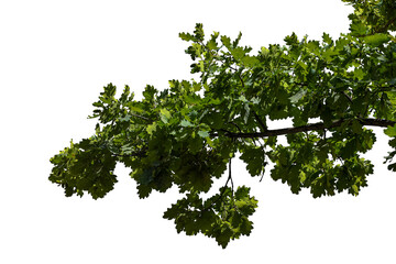  Photo of an oak branch with leaves on a transparent background © Валерий Плотников
