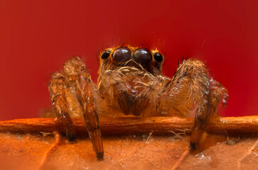 A close-up photo of a striking spider. Natural background. Spider species; jumping spider. Salticidae.