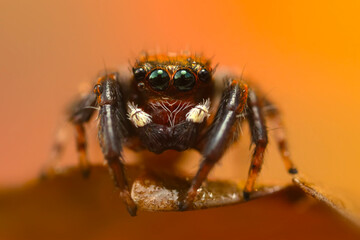 A close-up photo of a striking spider. Natural background. Spider species; jumping spider. Salticidae.