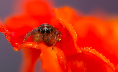 A close-up photo of a striking spider. Natural background. Spider species; jumping spider. Salticidae.